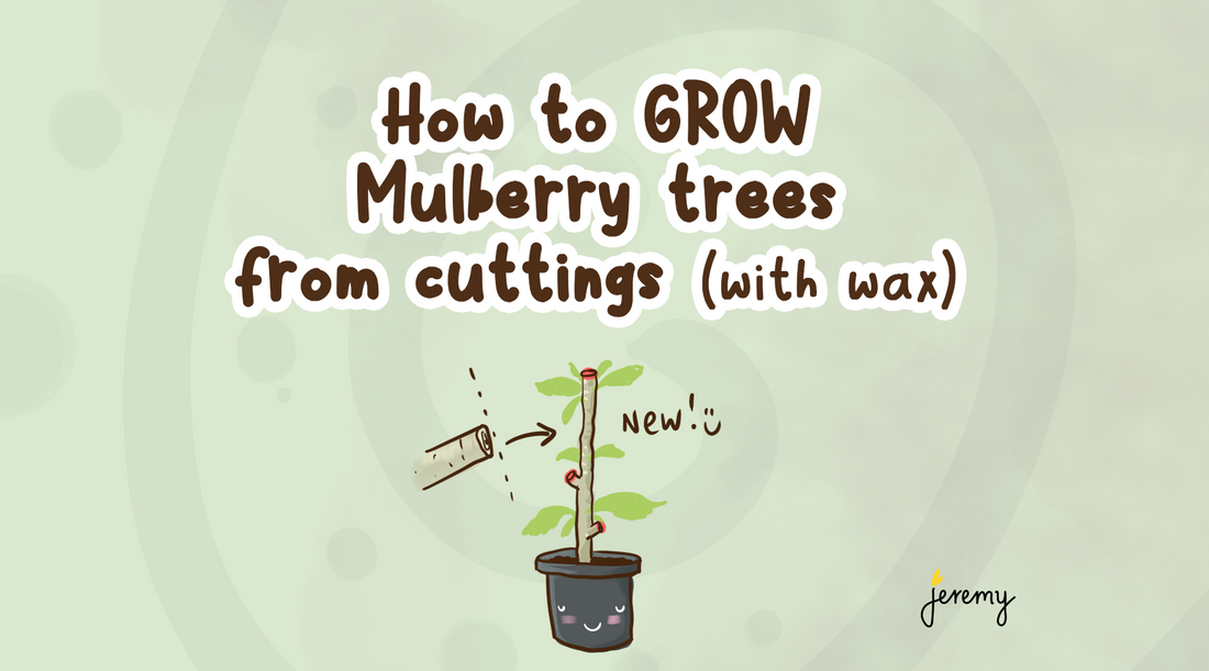 How to GROW Mulberry trees from cuttings - Jeremy Burton