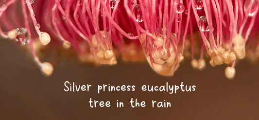 Silver princess eucalypt in the rain