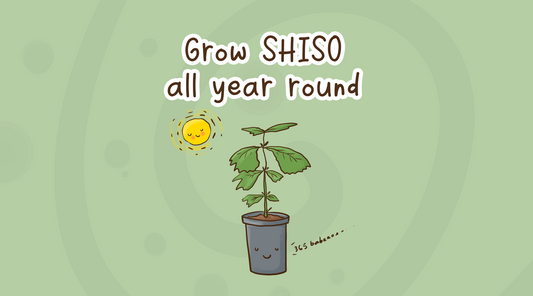 Grow shiso (perilla) all year round in Australia