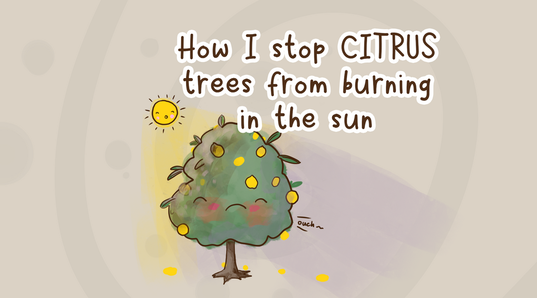 How I stop citrus trees from burning in the sun