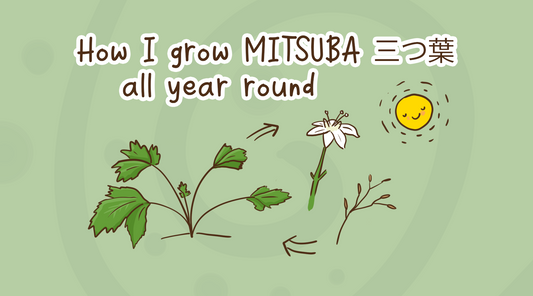How I grow Japanese mitsuba herb all year round