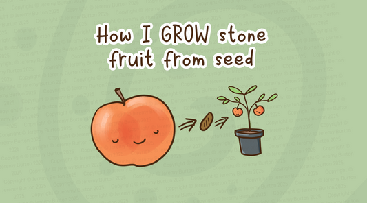 How I grow stone fruit trees from seed