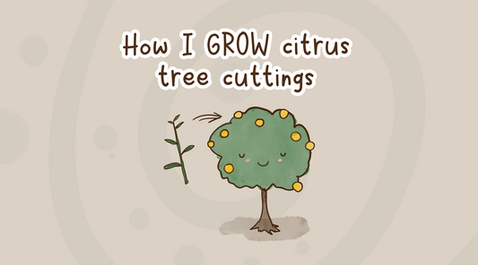 How I grow citrus tree cuttings