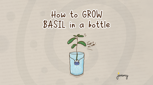 How to grow basil in a bottle