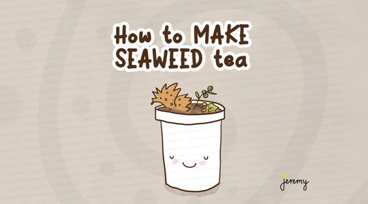 How to make seaweed tea or fertiliser for the garden