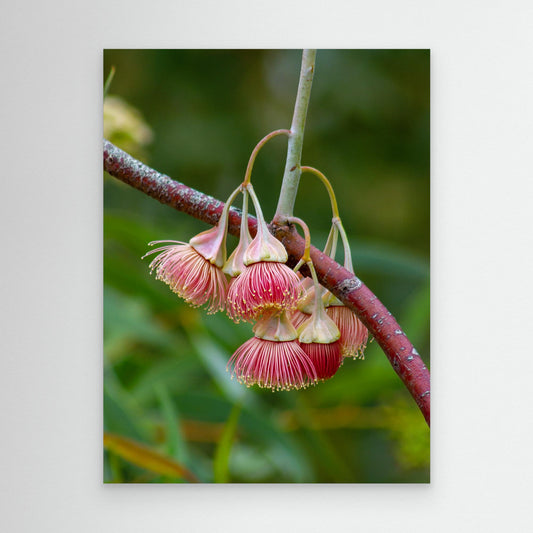 Eucalyptus Alatissima Flower - Art Print