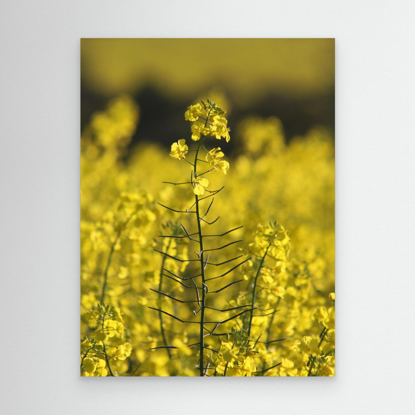 Canola Plant, York - Art Print