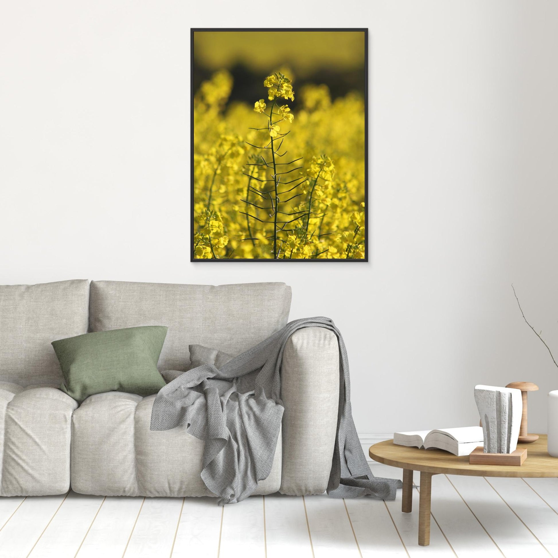 Canola Plant, York - Art Print