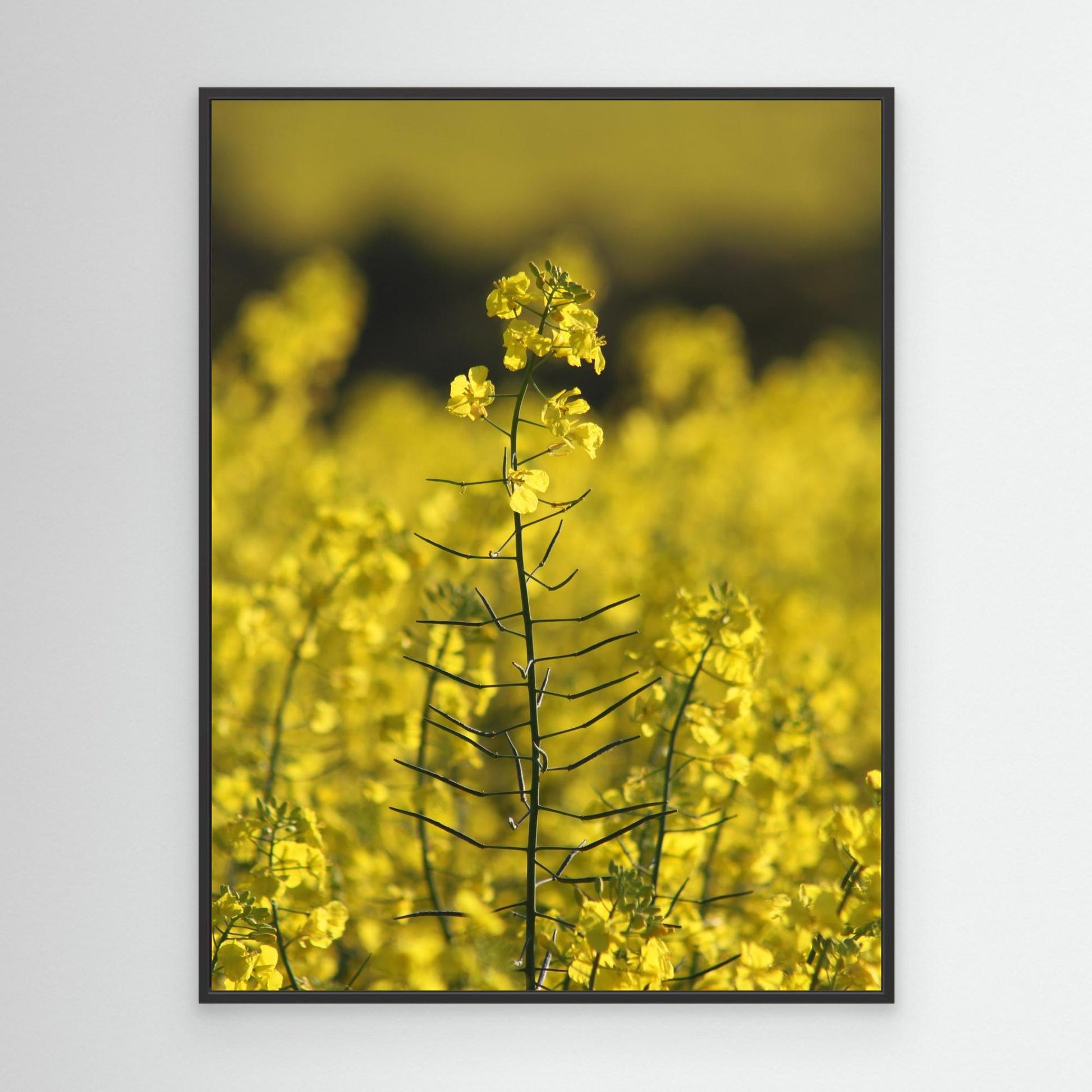 Canola Plant, York - Art Print