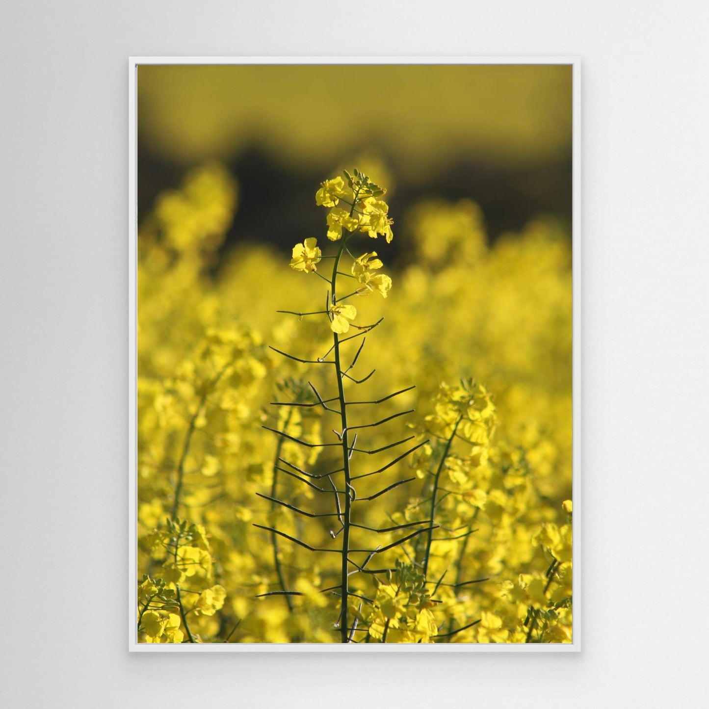 Canola Plant, York - Art Print