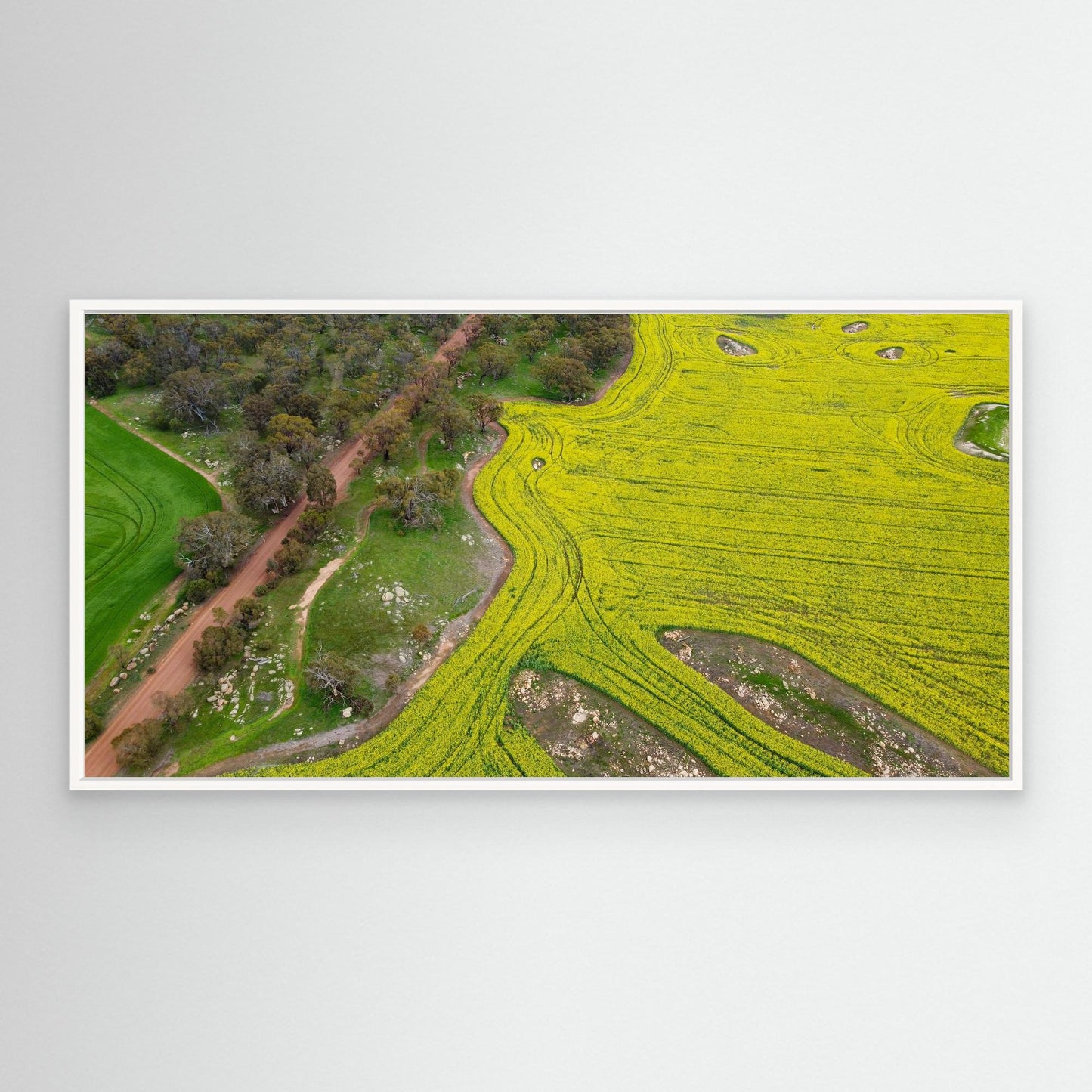 Canola Fields in York - Art Print