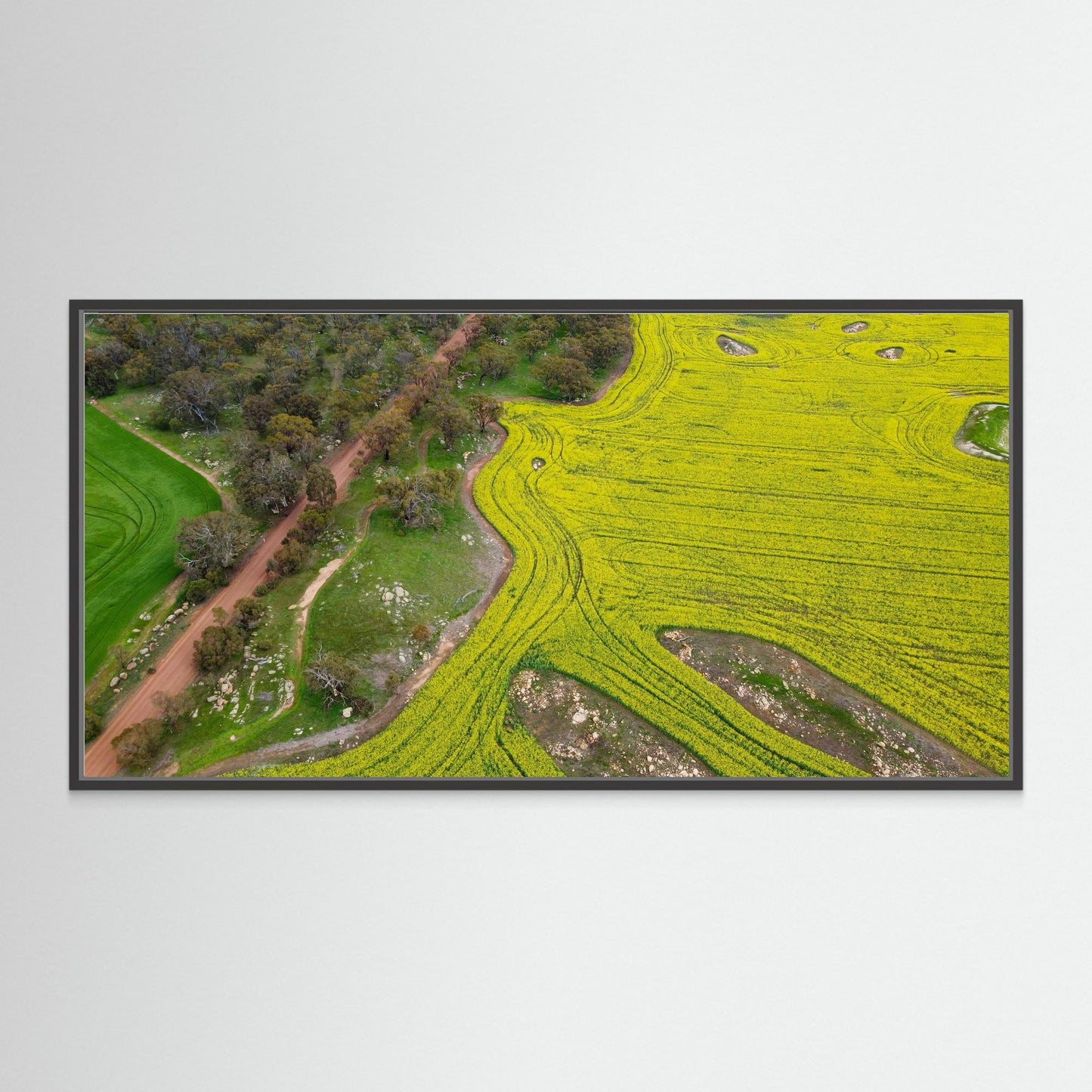 Canola Fields in York - Art Print