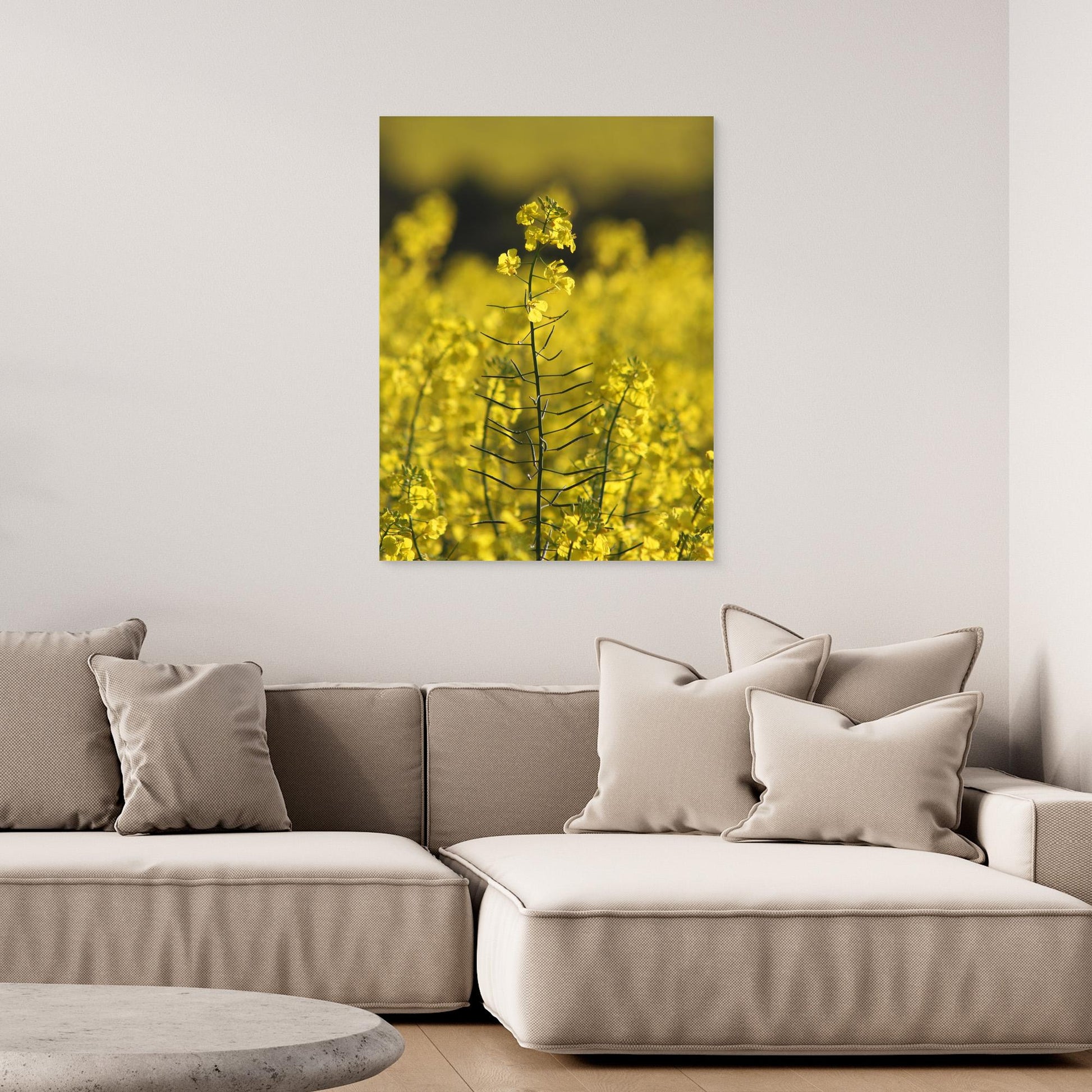 Canola Plant, York - Art Print