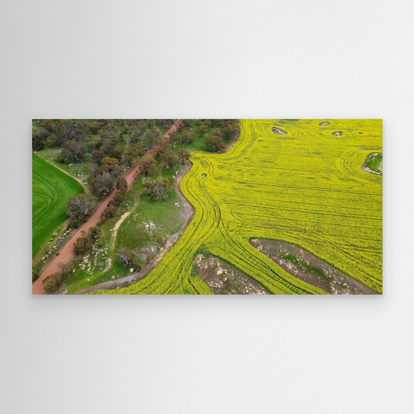 Canola Fields in York - Art Print