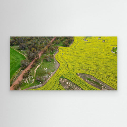 Canola Fields in York - Art Print