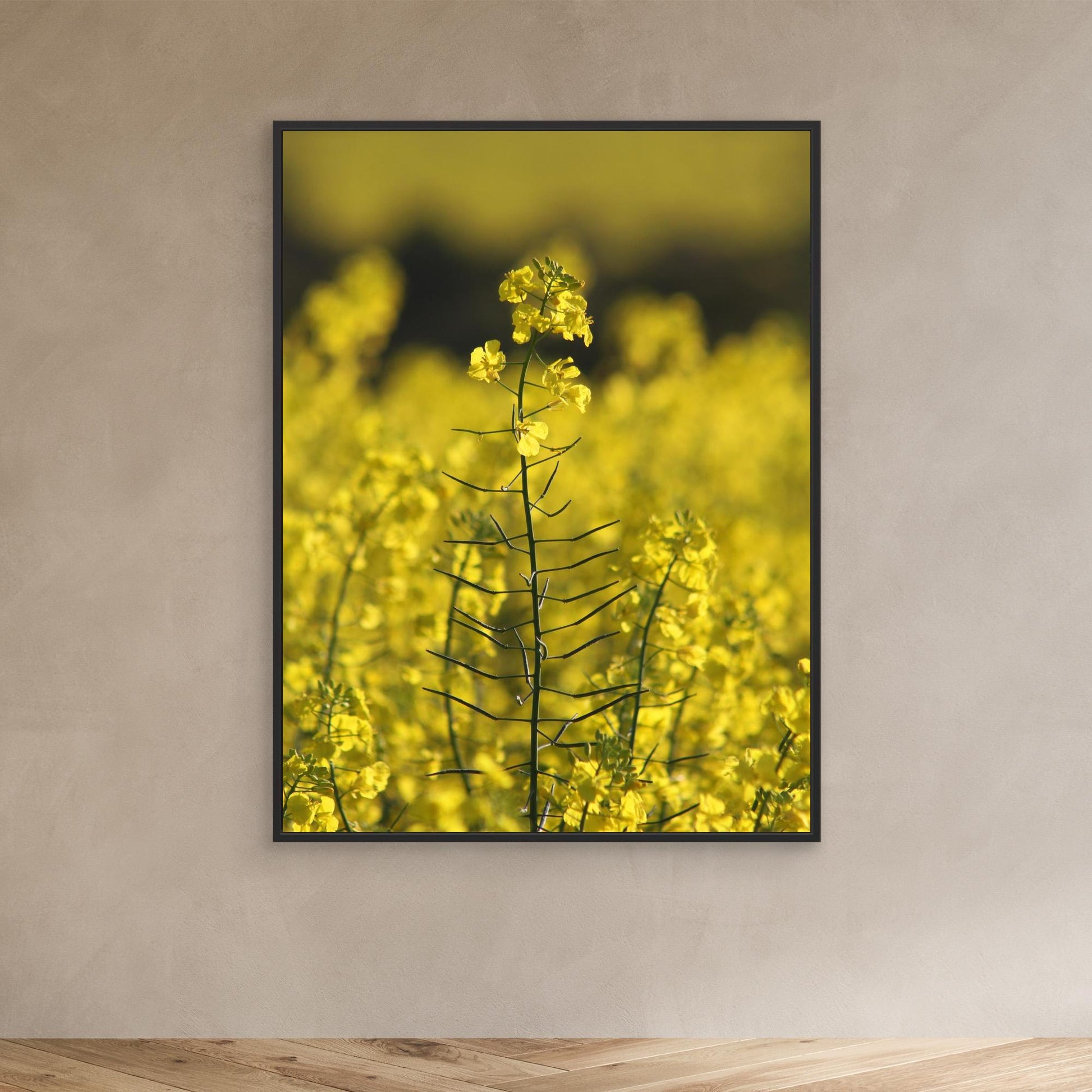 Canola Plant, York - Art Print