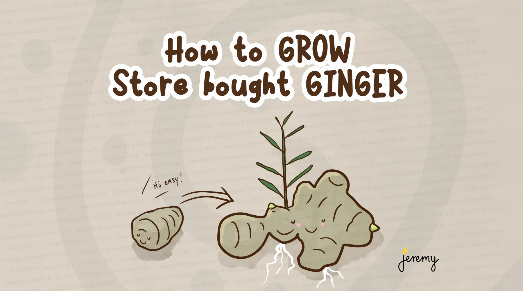 How to grow store bought ginger