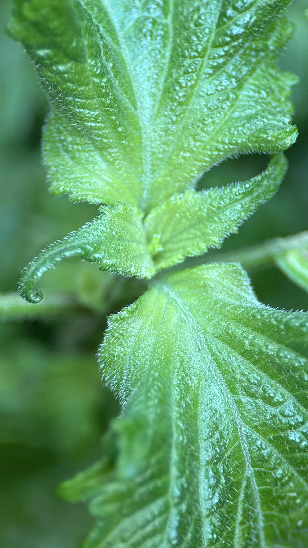 Shiso plants two years old