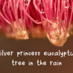 Silver_princess_-_25-05-2025-header