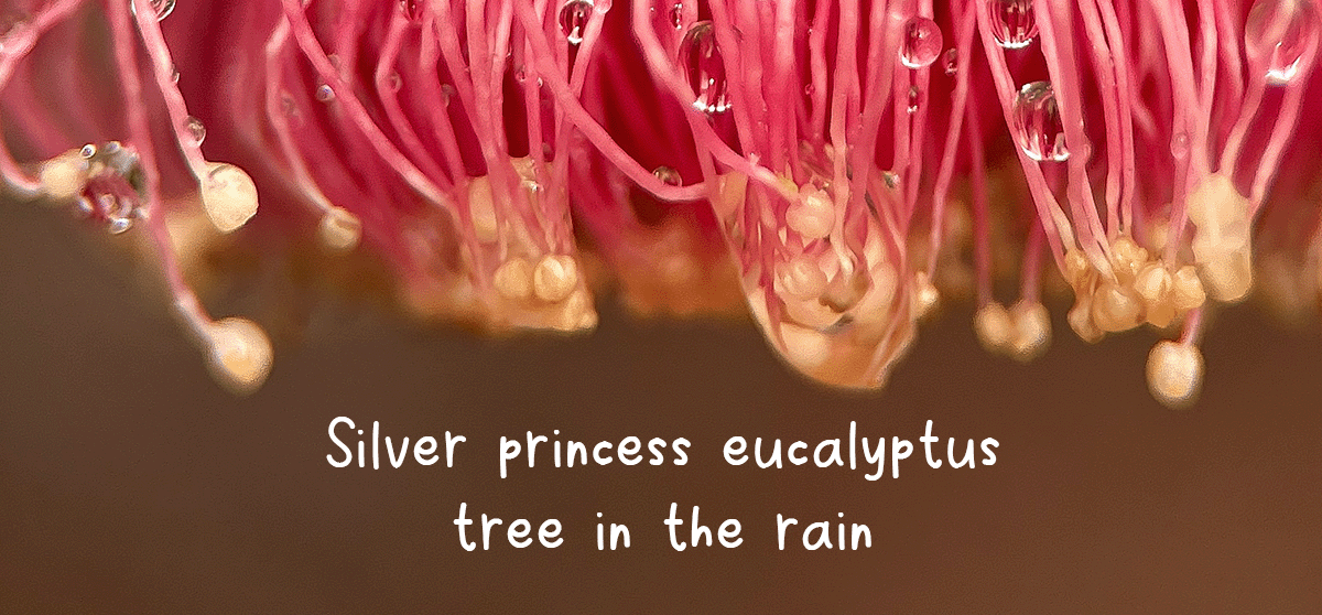 Silver princess eucalypt in the rain