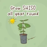 grow_shiso_in_Australia_all_year_round-header.png